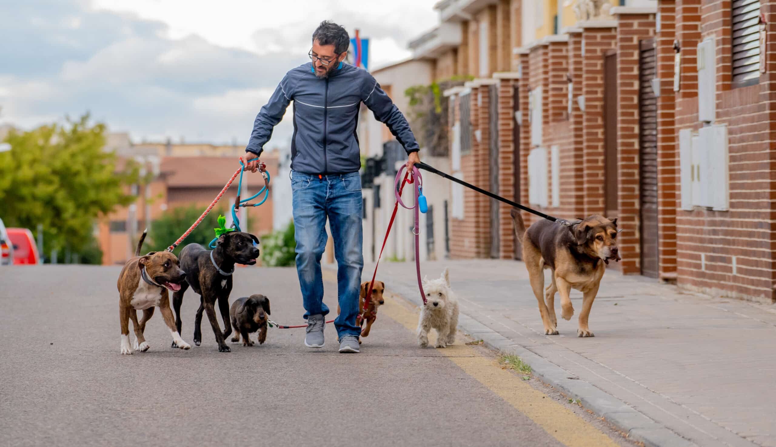 Man walking several dogs on the street. Dog walking side hustle