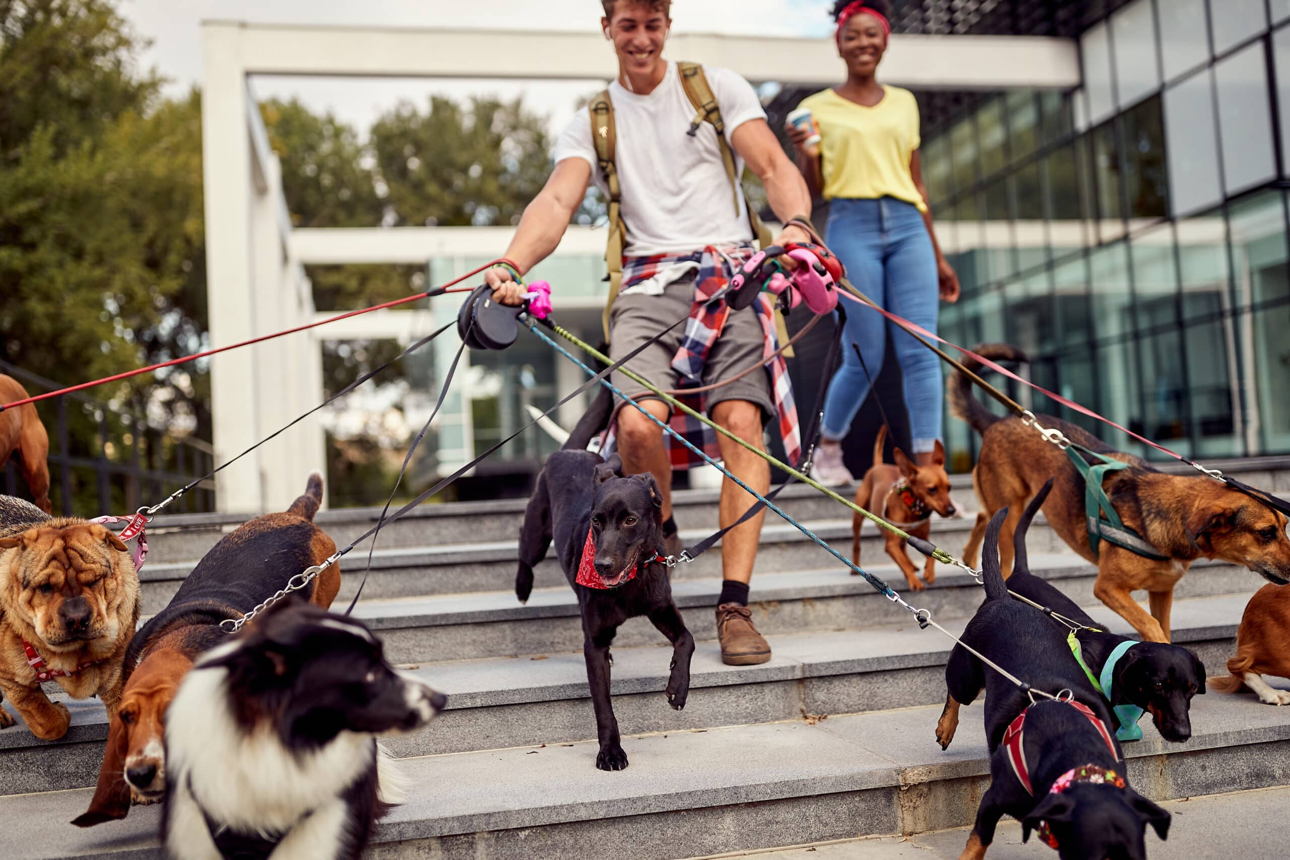 Man walking several dogs down stairs with colorful leashes. Part of a pet sitting side hustles article.